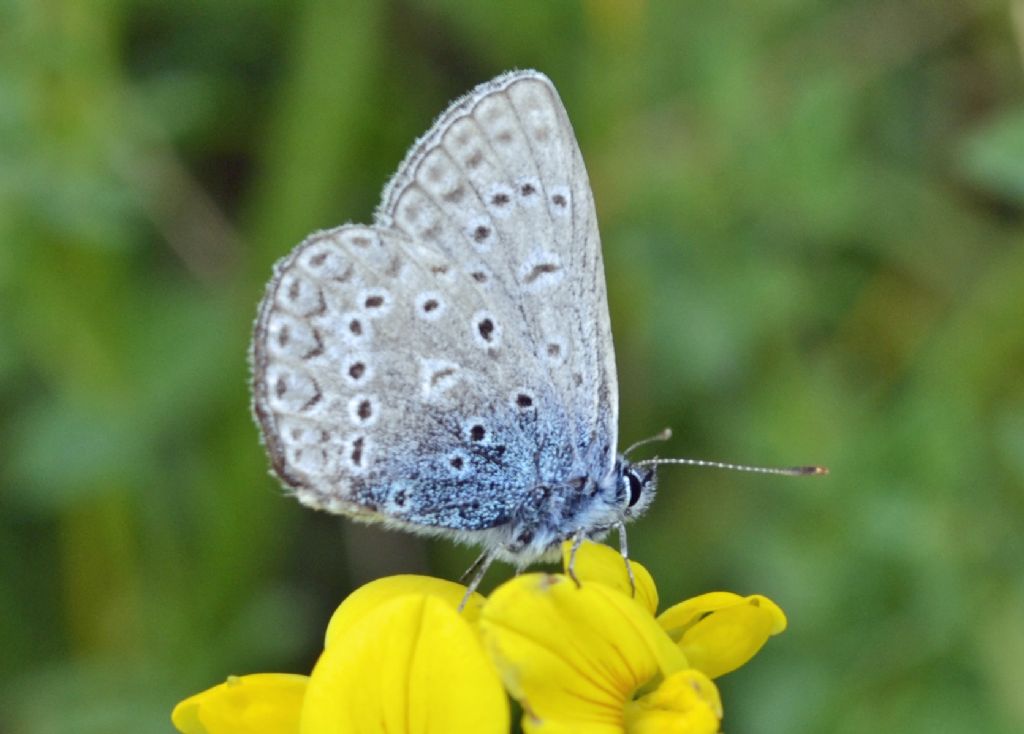 Polyommatus amandus?